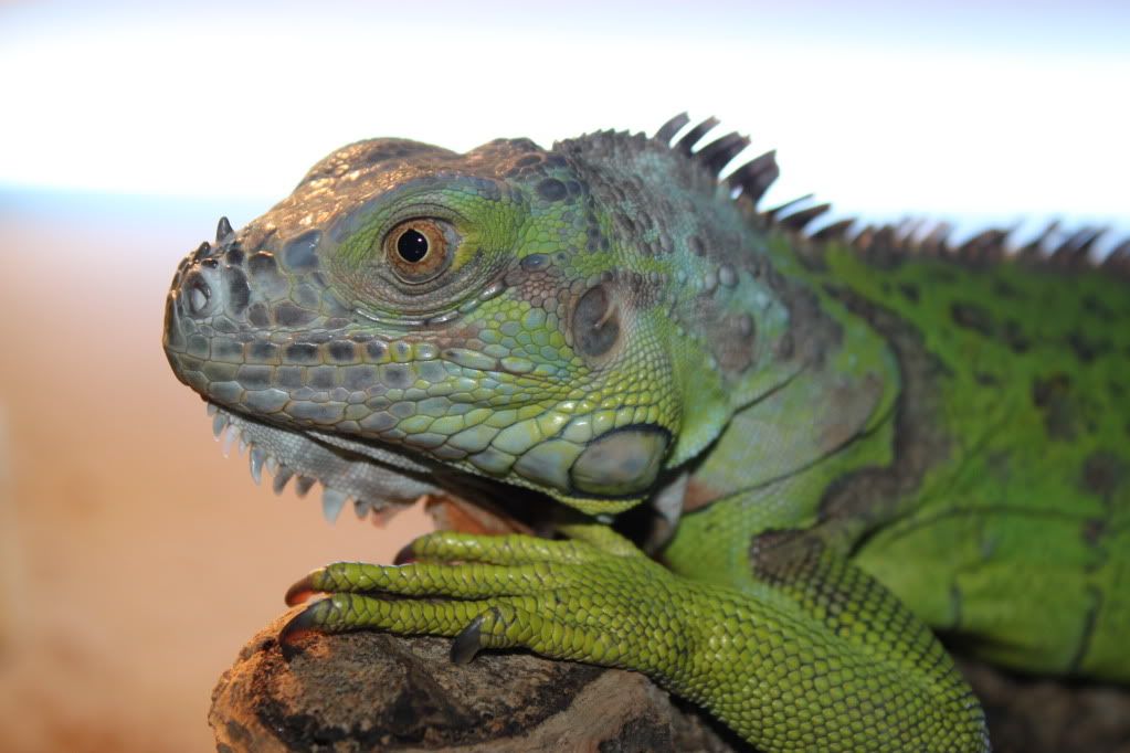 2 x Bearded Dragons & 1 x Male Green Iguana Reptile Forums